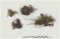 藏品(粗齒雉尾苔)的圖片